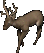 Reindeer