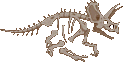 Triceratops Bones