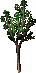 Tree Sapling