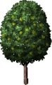 FruitTree(Pear).png