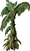 Banana Tree
