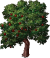 Apple Tree