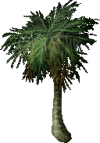 Date Palm Tree